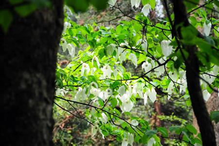 峨眉山珙桐翔鸽,峨眉山珙桐花